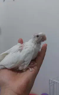 کمد بوفه مفت