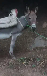 الاغ ۵سال