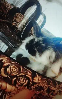 خرگوش نیمه لوپ