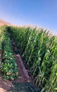 فروش ذرت علوفه ای