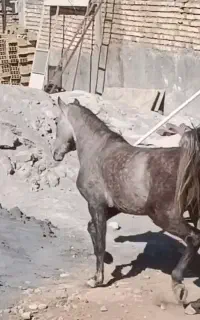 کره مادیان