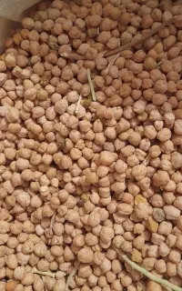 نخود دیم خوشبخت تازه