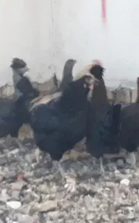 ۵ عدد نوک ویک خروس