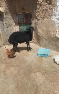 یک راس قوچ