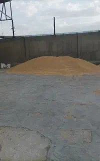 گندم دیم بوجاری شده