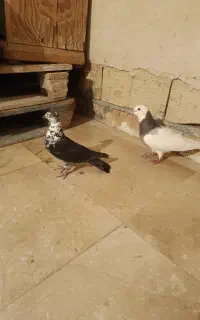 دوعددکبوتر