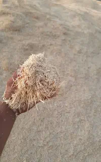 کاه گندم دیم سرخس