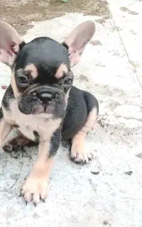 توله فرنچ بولداگ