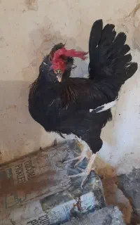 خروس گلین