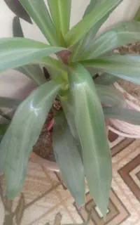 گل موسی درگهواره