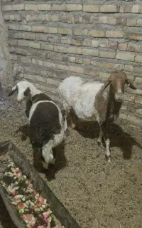 میش و بره