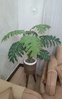 درختچه