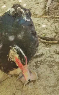 اردک بزرگ نر و ماده روسی یا اسرائیلی