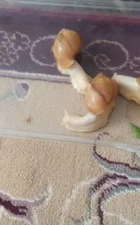 نو است