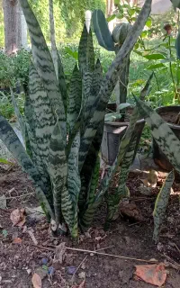 حراج گل طبیعی