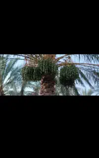 درخت بند
