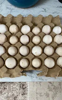 تخم نطفه دار گلین نژاد