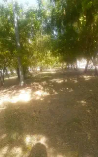 رانندگی تراکتور.آبیاری.کارگری کشاورزی انجام میدم