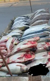 ماهی قزل تازه صیدامروز
