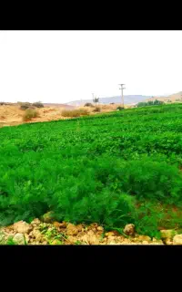 سبزی آش و قورمه سبزی