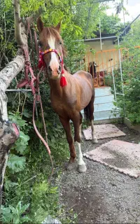 نریان درج یک