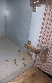 فروش سم مخصوص سوسک ریشه کن تضمینی