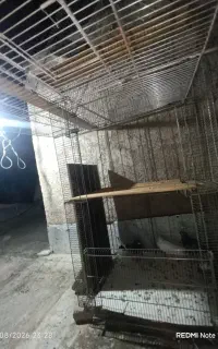 قفس کبوتر