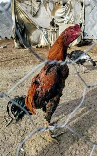 خروس لاری