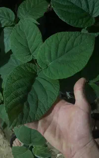 نهال کیوی