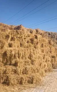 علوفه و پونجه پرس شده