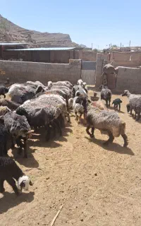 میش و بره