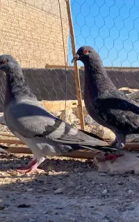 مجسمه