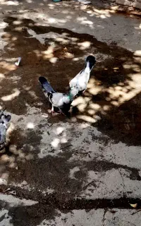کبوتر