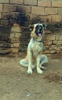 سگ سرابی زاد قدیم