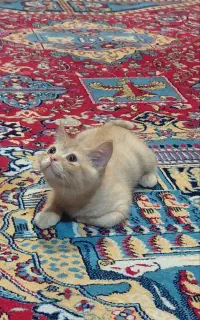 واگذاری گربه بریتیش