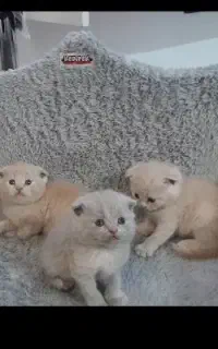 گربه اسکاتیش دبلفولد رنگ خوشگل مشهد
