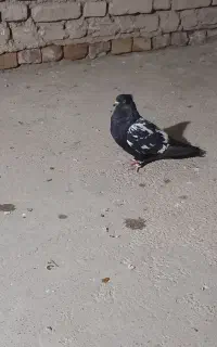 کبوتر