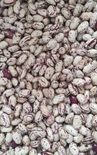 لوبیا چیتی