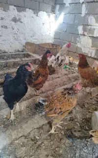 مرغ تخم گذار