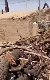 خریدار چوب