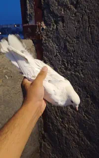 شکار الان