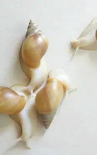 حلزون آلبینو (آچاتینا)