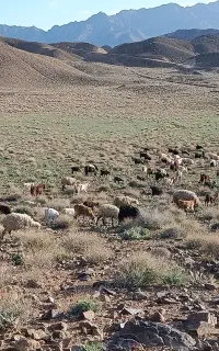 نیازمند چوپان