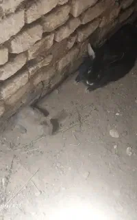 ۳عددخرگوش همه باهم۳۰۰