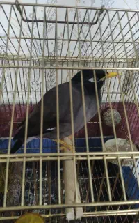 مرغ مینا نژاد دار