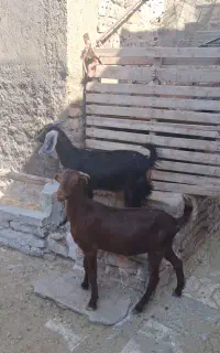 ۴ عدد بزغاله ماده