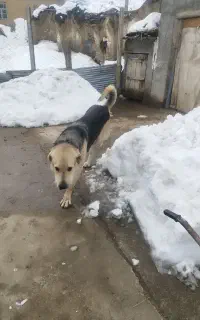 سگ پژدر