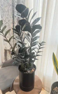 فروش گل طبیعی