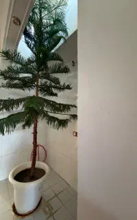 درخت کاج مطبق سالم و سرحال