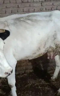 گاوش شیری  باگوساله ماده